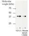 Chromosome 6 Open Reading Frame 58 antibody, NBP2-50604, Novus Biologicals, Western Blot image 