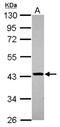 Starch-binding domain-containing protein 1 antibody, NBP2-16640, Novus Biologicals, Western Blot image 