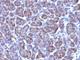 Golgi Zone antibody, NBP2-45185, Novus Biologicals, Immunohistochemistry frozen image 