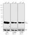 Mouse IgG (H+L) antibody, A16163, Invitrogen Antibodies, Western Blot image 