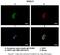 Dynein Axonemal Light Intermediate Chain 1 antibody, ARP53611_P050, Aviva Systems Biology, Immunohistochemistry frozen image 
