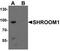 Shroom Family Member 1 antibody, TA320106, Origene, Western Blot image 