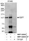 E2F Transcription Factor 7 antibody, NBP1-52648, Novus Biologicals, Immunoprecipitation image 