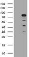 Myotubularin-related protein 2 antibody, TA502200S, Origene, Western Blot image 