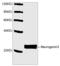 Neurogenin 3 antibody, LS-C203236, Lifespan Biosciences, Western Blot image 