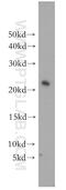 Ubiquitin Conjugating Enzyme E2 H antibody, 15685-1-AP, Proteintech Group, Western Blot image 