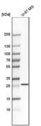 C25KG antibody, NBP1-89538, Novus Biologicals, Western Blot image 