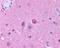 Neuropeptide Y Receptor Y5 antibody, NLS1077, Novus Biologicals, Immunohistochemistry frozen image 