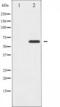 Ezrin antibody, TA326016, Origene, Western Blot image 