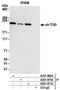 Cytoskeleton-associated protein 5 antibody, A301-970A, Bethyl Labs, Immunoprecipitation image 