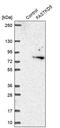 FAST Kinase Domains 5 antibody, PA5-60530, Invitrogen Antibodies, Western Blot image 