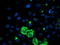 DAN Domain BMP Antagonist Family Member 5 antibody, TA503713, Origene, Immunofluorescence image 