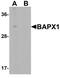 NK3 Homeobox 2 antibody, A07429, Boster Biological Technology, Western Blot image 