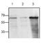 CD40 Ligand antibody, GTX22391, GeneTex, Western Blot image 