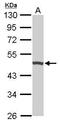 Ubiquinol-Cytochrome C Reductase Core Protein 1 antibody, TA308378, Origene, Western Blot image 
