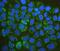BCL2 Antagonist/Killer 1 antibody, M01163-1, Boster Biological Technology, Immunofluorescence image 