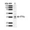 Interferon Gamma antibody, SMC-560D-FITC, StressMarq, Western Blot image 