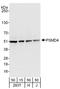 Proteasome 26S Subunit, Non-ATPase 4 antibody, A303-856A, Bethyl Labs, Western Blot image 