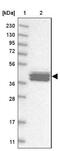 Calsequestrin-2 antibody, NBP1-87304, Novus Biologicals, Western Blot image 
