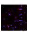 Netrin-4 antibody, NBP1-91343, Novus Biologicals, Immunohistochemistry frozen image 