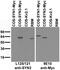 Synapsin III antibody, 73-494, Antibodies Incorporated, Western Blot image 