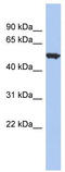BNC1 antibody, TA338787, Origene, Western Blot image 