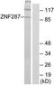 Zinc finger protein 287 antibody, TA315655, Origene, Western Blot image 