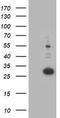 Pyridoxamine 5'-Phosphate Oxidase antibody, CF503249, Origene, Western Blot image 