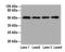 Probable palmitoyltransferase ZDHHC23 antibody, A61866-100, Epigentek, Western Blot image 