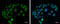 ISL LIM Homeobox 1 antibody, GTX102807, GeneTex, Immunofluorescence image 