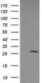 LGALS3 antibody, TA506397S, Origene, Western Blot image 