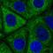 Eyes absent homolog 2 antibody, HPA059291, Atlas Antibodies, Immunocytochemistry image 