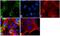 Occludin antibody, 42-2400, Invitrogen Antibodies, Immunofluorescence image 