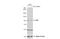 NAD(P) transhydrogenase, mitochondrial antibody, NBP1-32109, Novus Biologicals, Western Blot image 