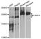 Poly [ADP-ribose] polymerase 4 antibody, PA5-76368, Invitrogen Antibodies, Western Blot image 
