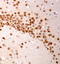 Leucine Rich Repeat Kinase 2 antibody, TA309735, Origene, Immunohistochemistry frozen image 