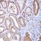 Mitochondrial Ribosomal Protein L24 antibody, orb224122, Biorbyt, Immunohistochemistry paraffin image 
