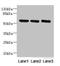 NADH:Ubiquinone Oxidoreductase Core Subunit V1 antibody, LS-C676143, Lifespan Biosciences, Western Blot image 