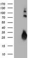 Joining Chain Of Multimeric IgA And IgM antibody, TA504173, Origene, Western Blot image 