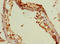 X-linked retinitis pigmentosa GTPase regulator-interacting protein 1 antibody, orb40822, Biorbyt, Immunohistochemistry paraffin image 
