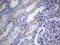 Alpha-Methylacyl-CoA Racemase antibody, UM800107, Origene, Immunohistochemistry paraffin image 