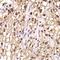 PDE6B antibody, orb247694, Biorbyt, Immunohistochemistry paraffin image 