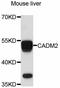 Cell adhesion molecule 2 antibody, STJ113322, St John