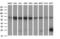 CD22 Molecule antibody, LS-C338114, Lifespan Biosciences, Western Blot image 