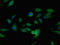 Pleckstrin homology domain-containing family O member 1 antibody, orb47087, Biorbyt, Immunocytochemistry image 