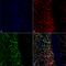 SSEA3 antibody, LS-C773069, Lifespan Biosciences, Immunocytochemistry image 