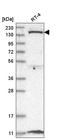 Diacylglycerol Kinase Delta antibody, HPA027530, Atlas Antibodies, Western Blot image 