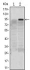 Kruppel Like Factor 4 antibody, AM06517SU-N, Origene, Western Blot image 