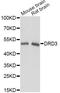 Dopamine Receptor D3 antibody, LS-C749617, Lifespan Biosciences, Western Blot image 