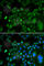 TAR DNA Binding Protein antibody, A1183, ABclonal Technology, Immunofluorescence image 
